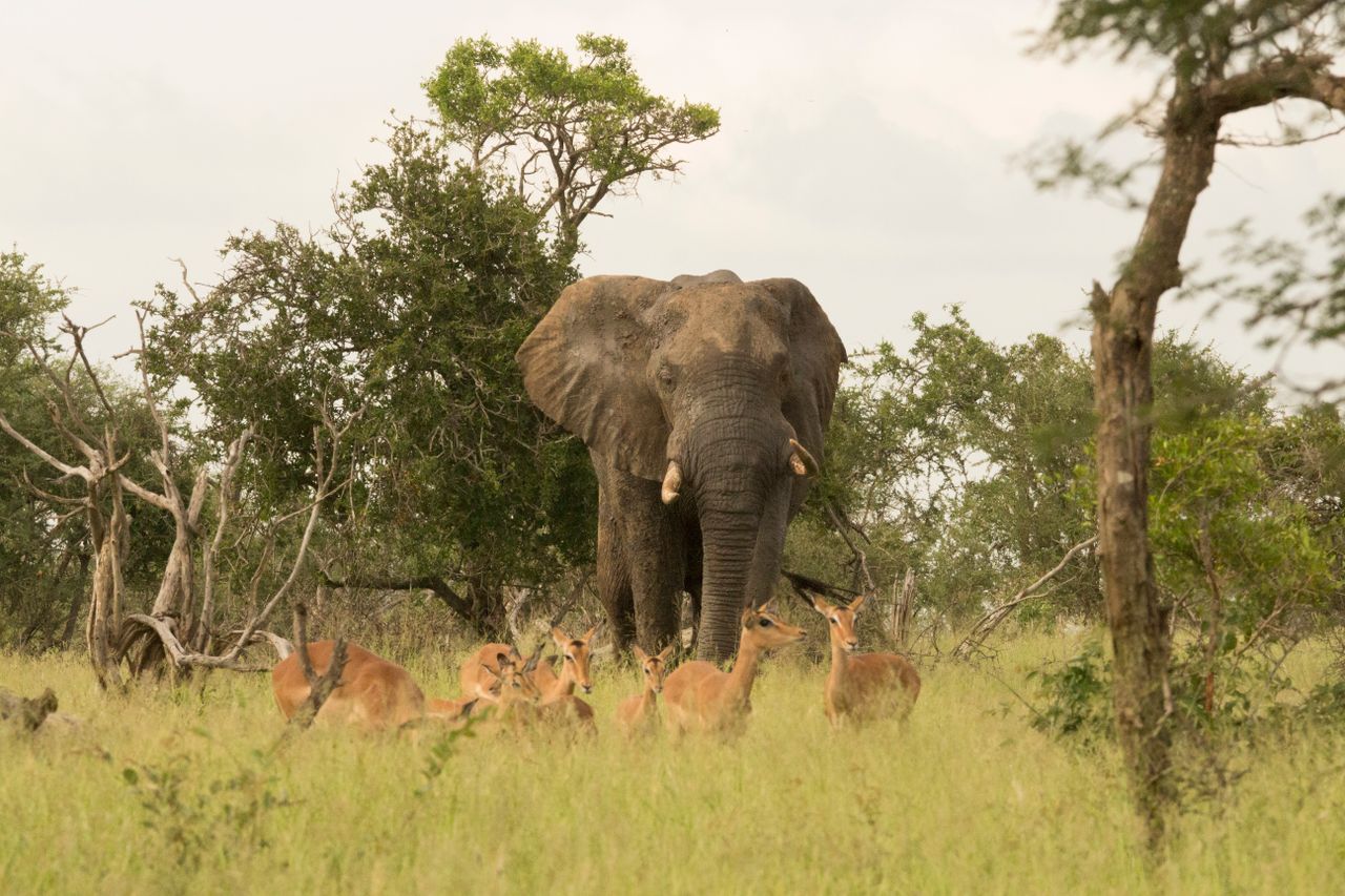hero-img-01 An African elephant stands regally amidst a group of deer in a lush savannah landscape, showcasing true wildlife harmony.
