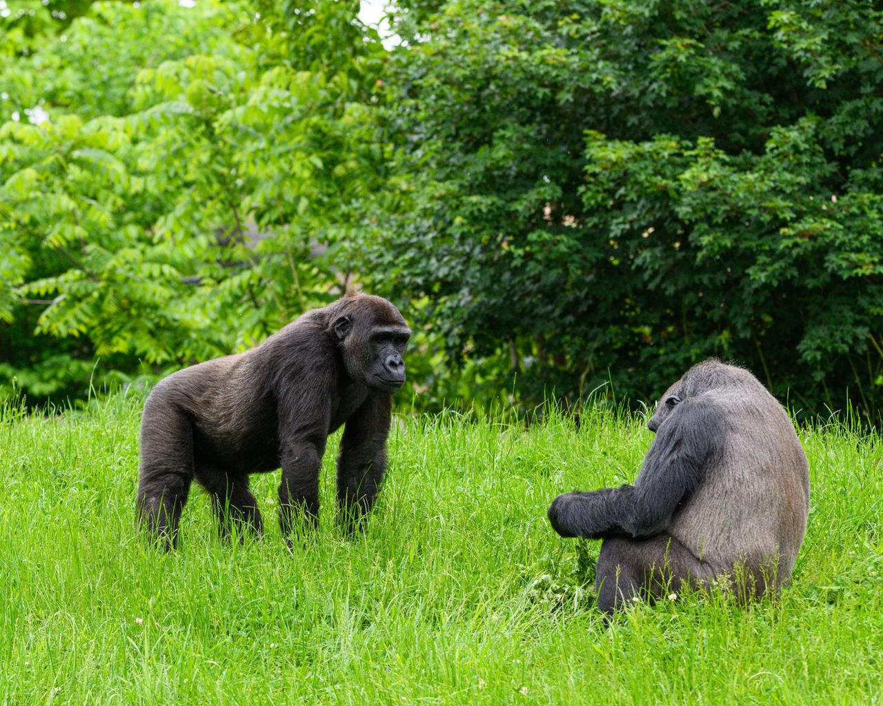 services-01 Two gorillas in a natural, green setting engaging with each other, showcasing wildlife behavior.