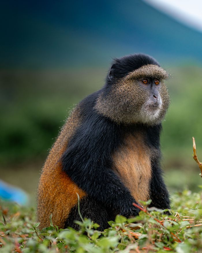 services-03 A golden monkey is sitting in a lush green field, showcasing its distinctive multicolored fur.