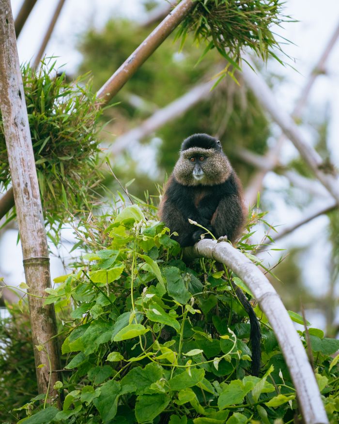 A blue monkey perched on a branch in a lush green forest, showcasing its natural habitat and behaviors.