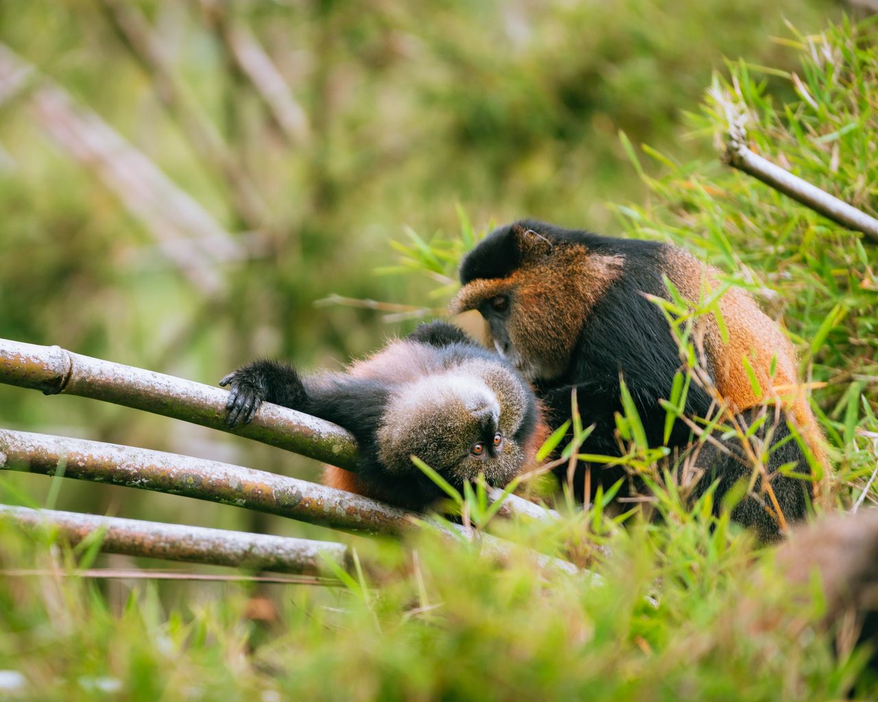 Two golden monkeys relaxing in a lush bamboo forest, showcasing natural habitat behavior.