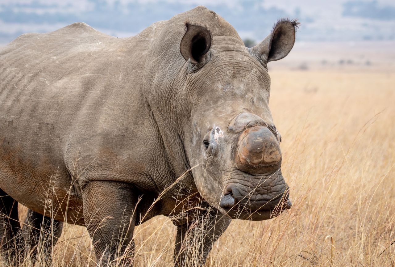Close-up of a rhinoceros standing in a grass field, showcasing wildlife in its natural habitat.