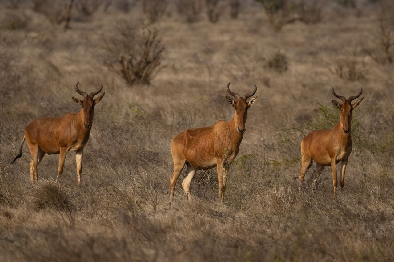 hero-img-02 A group of Cokes hartebeest grazing on the savannah in Tsavo, Kenya.